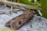 Agrotis exclamationis