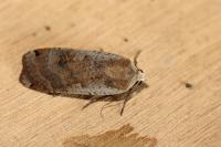 Noctua pronuba