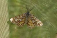 Ematurga atomaria