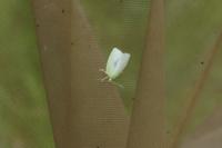Tortrix viridana