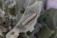 Cucullia verbasci