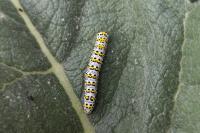 Cucullia verbasci