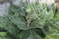Cucullia verbasci