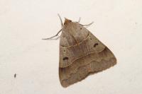 Minucia lunaris