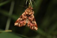 Callopistria juventina