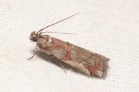 Pempelia palumbella
