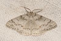 Pseudoterpna coronillaria