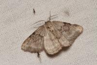 Pseudoterpna pruinata