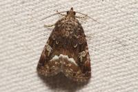 Deltote pygarga
