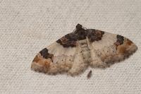 Catarhoe cuculata