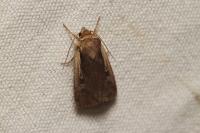 Ochropleura plecta