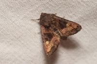 Euplexia lucipara