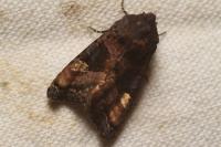 Euplexia lucipara