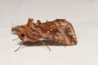 Autographa jota