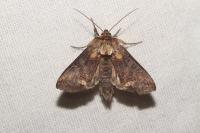 Abrostola triplasia