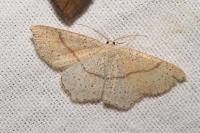 Cyclophora punctaria