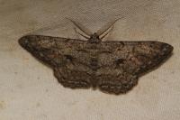 Hypomecis roboraria
