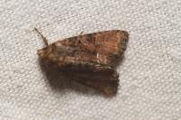 Oligia latruncula