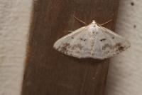 Lomographa temerata