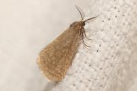 Bijugis bombycella