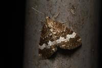 Perizoma alchemillata