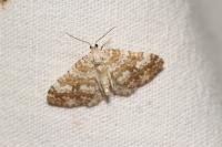 Perizoma flavofasciata