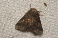 Gluphisia crenata