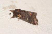 Notodonta dromedarius
