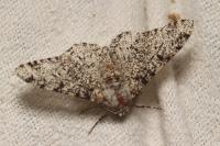 Biston betularia