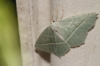 Campaea margaritaria