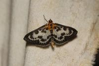 Anania hortulata