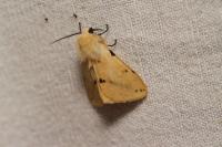 Spilarctia lutea