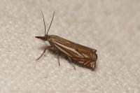 Crambus lathoniellus