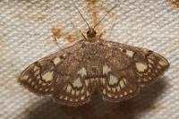 Anania stachydalis