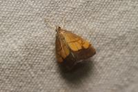 Evergestis limbata