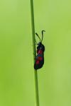 Zygaena trifolii
