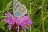 Polyommatus icarus