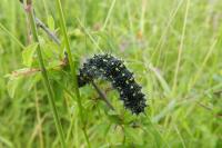 Saturnia pavonia