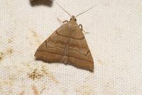 Herminia tarsicrinalis