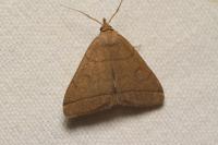 Herminia tarsipennalis