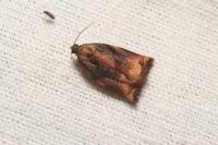 Archips podana