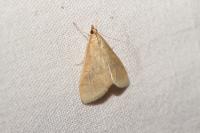 Ostrinia nubilalis