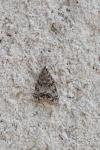 Eudonia lacustrata