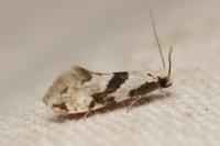 Nemapogon clematellus
