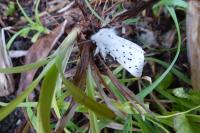 Spilosoma lubricipeda