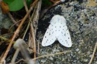 Spilosoma lubricipeda