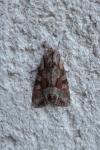 Lacanobia w-latinum