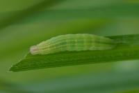 Thymelicus acteon