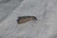 Platytes cerussella