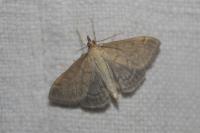 Anania fuscalis